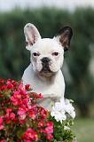 BOULEDOGUE FRANCAIS 660